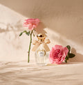 Rose Pompon