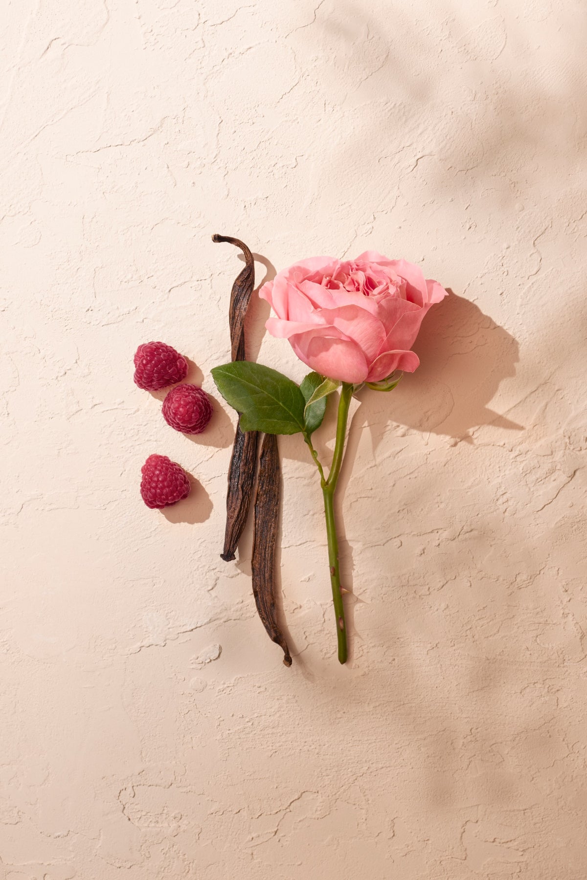 Rose Pompon