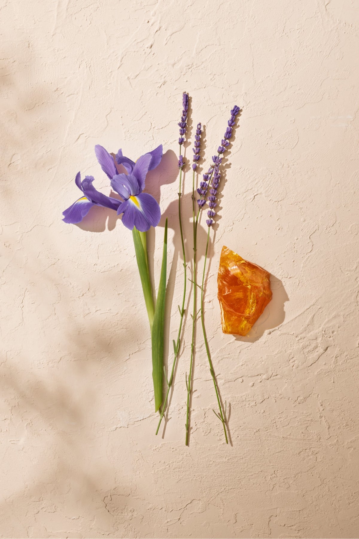 Ambre Sauvage